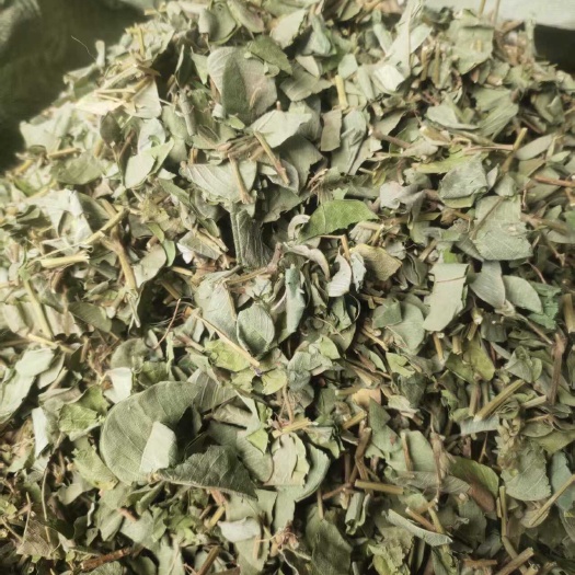 广金钱草桂林产地直销大货供应