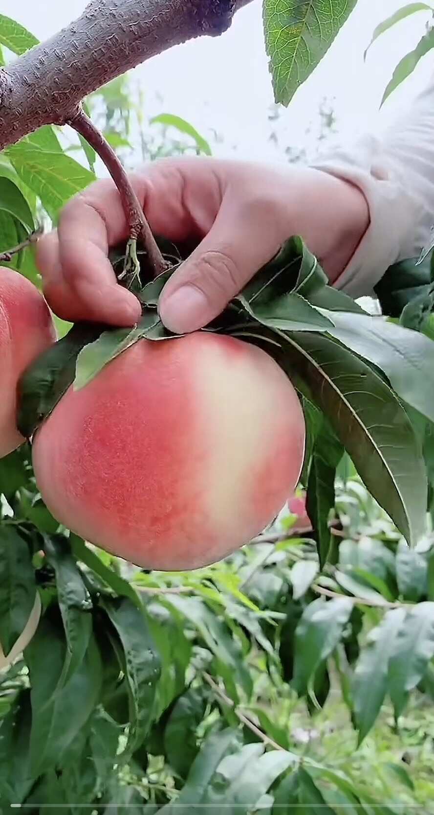 桃树苗  供应一年以上各品种不同规格的桃树苗