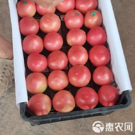 山东聊城产地西红柿，代收代发全国质量上乘