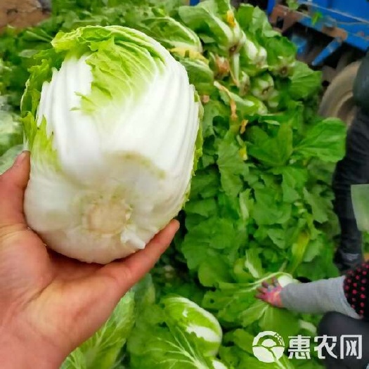 聊城黄心大白菜 聊城产地，黄心白菜大量供货，保质保量，代收代发