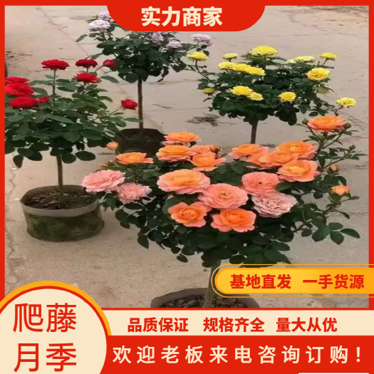 南阳南阳市卧龙区众鑫月季基地常年供应各种规格树状月季…爬藤月季