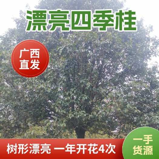 桂林漂亮四季桂，树形漂亮，枝叶茂盛，一年开花4次