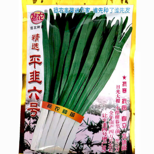 潍坊拯农平韭六号韭菜菜种子宽叶肥厚 不休眠小拱棚