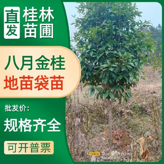 桂林桂花，八月金桂，地苗袋苗都有，米径5到25公分