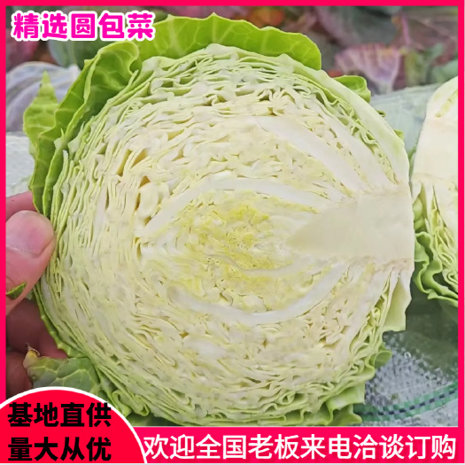 包菜铁包菜襄阳圆包菜万亩基地全国发货商超市场视频看货