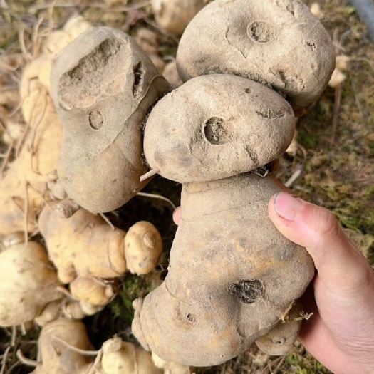 保山黄精云南黄精精品货通货包邮
