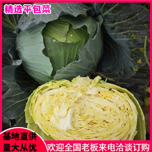 老河口市包菜新包菜当季产地直供全国发货产地直供商超各大市场