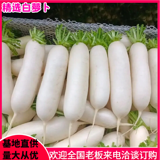 老河口市白萝卜，产地大量供应，精选白萝卜，加工厂通货白萝卜