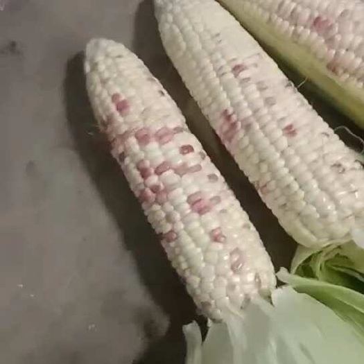 无为市产地直销，水果玉米糯玉米