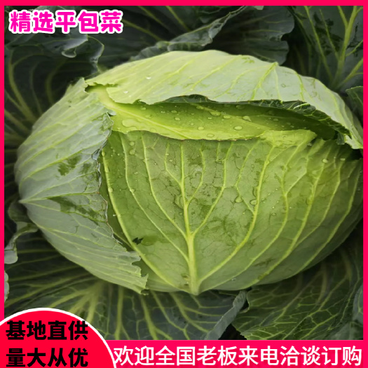 包菜扁包，京丰包菜，市场精品，产地直发全国视频看货商超
