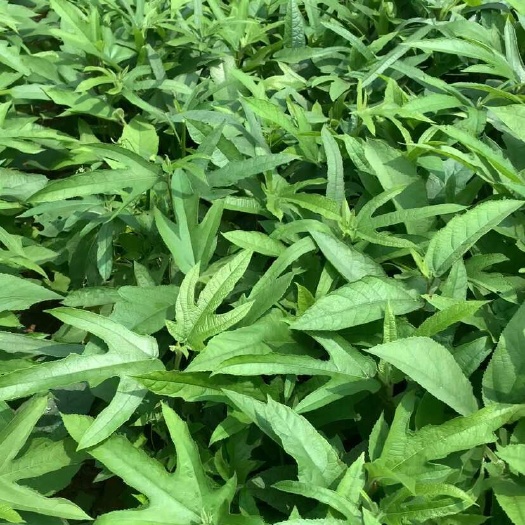灵山县自家育的 五指毛桃种苗，一手货源 没有中间价 需要多的可以谈
