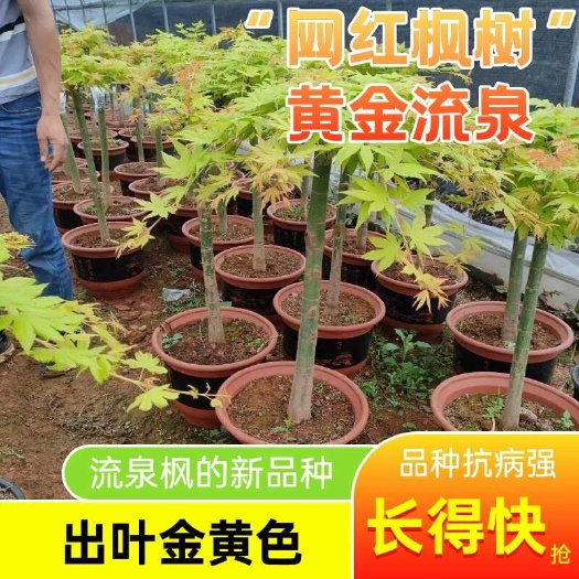 桂林黄金流泉，现在网红枫树，出叶金黄色，抗病强