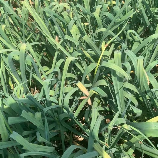 保山云南保山新鲜紫皮蒜 批发优质大蒜 姜蒜类蔬菜 隆阳区直发