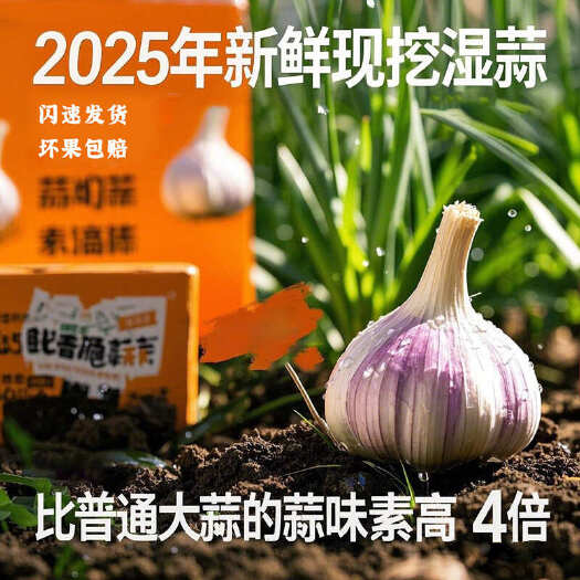 洱源县云南紫皮大蒜【2025鲜蒜】大量代收批发1吨