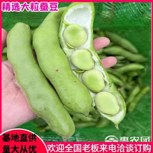 老河口市新鲜蚕豆，大粒蚕豆，产地直发万亩基地全国发货