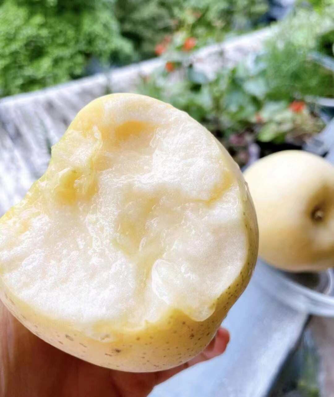 山东烟台黄金奶油富士苹果栖霞水果新鲜当季苹果代发