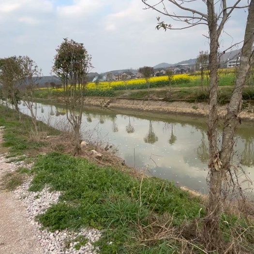 衡阳旱田湘莲地