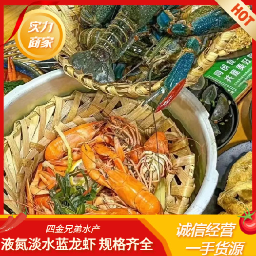 液氮清水蓝龙虾(7钱-1.4两) 肉质饱满Q弹