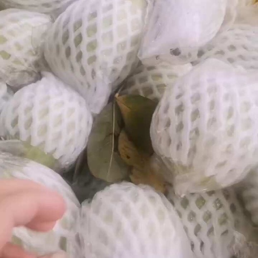 廉江市广东番石榴口感脆甜且风味独特