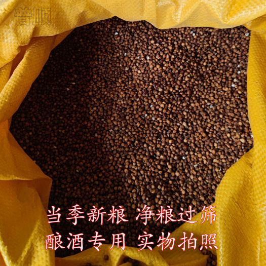 批发酿酒糯高粱黏高粱现货供应净粮袋装50kg