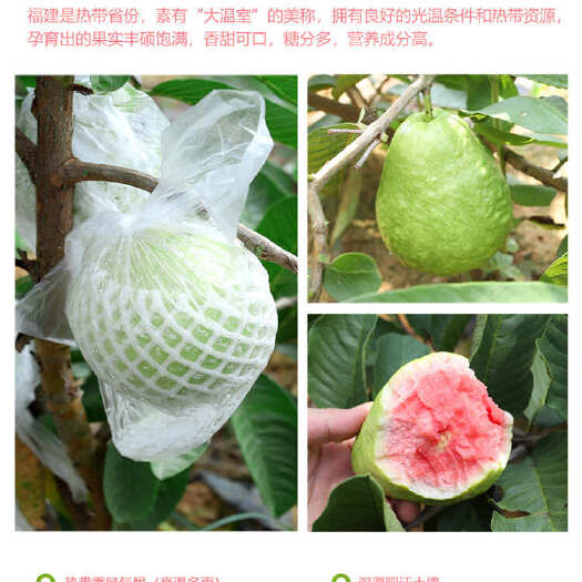 漳州顺丰快递现摘现发脆甜绿色水果脆芭乐