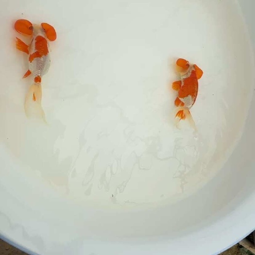 淄博出售各种金鱼