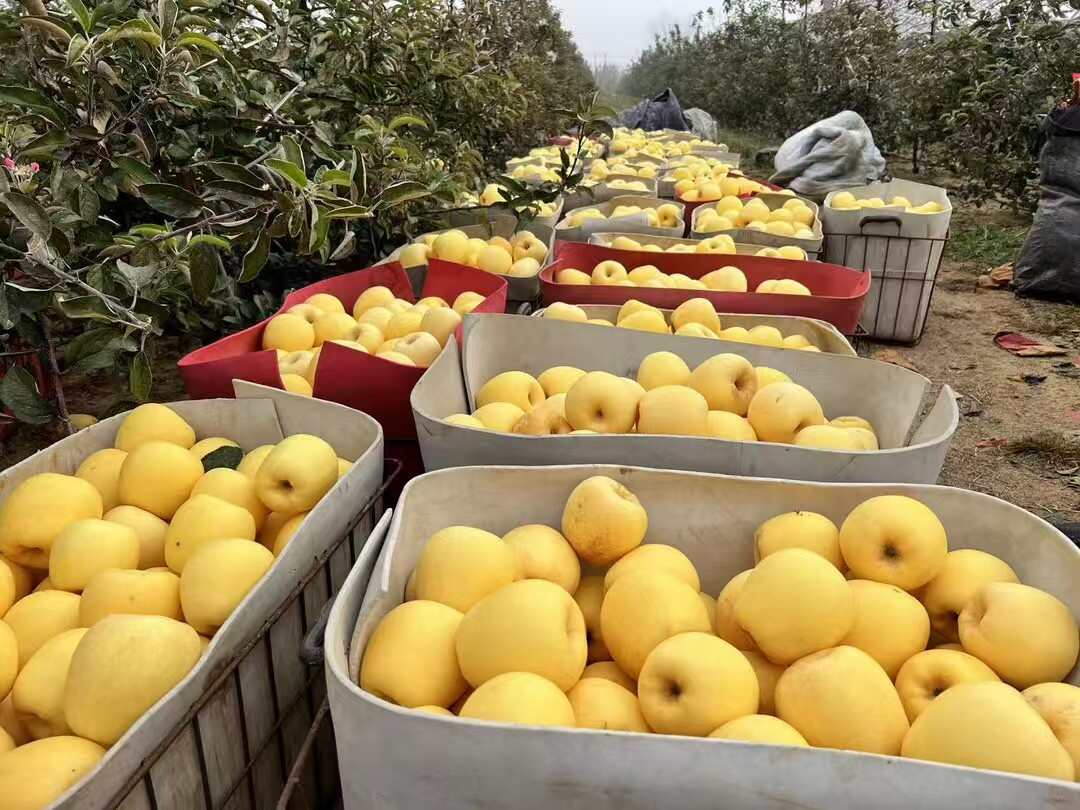 山东脆甜奶油糖心丑黄元帅维纳斯黄金苹果