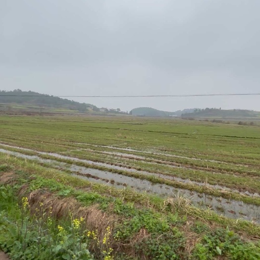 衡阳600亩水稻田