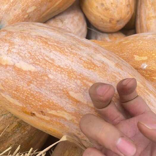 东方市新鲜直供优质南瓜批发零售