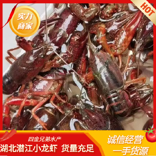 湖北潜江淡水小龙虾 实力供货 规格齐全