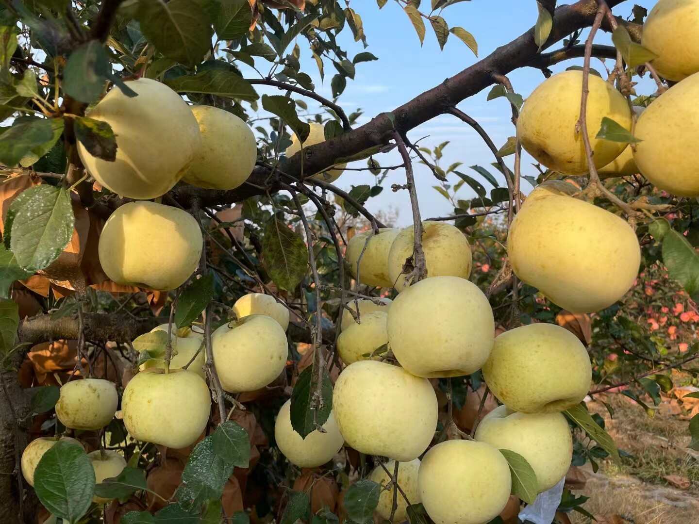 山东烟台黄金奶油富士苹果栖霞水果新鲜当季苹果代发