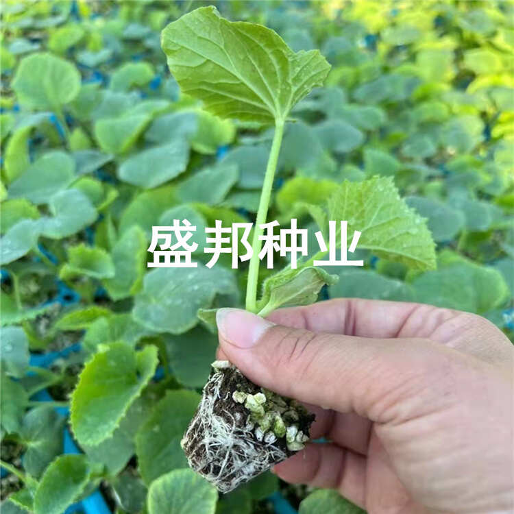 嫁接羊角蜜甜瓜苗 直根苗 裸根苗