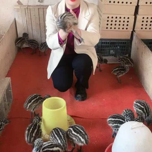 嘉祥县鸵鸟适合全国各地养殖吃草长肉，可以当宠物饲养景区观赏招揽人气