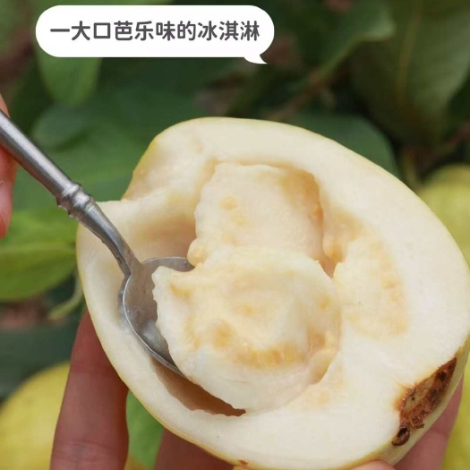 漳州胭脂红软糯芭乐奶油红白心软籽番石榴