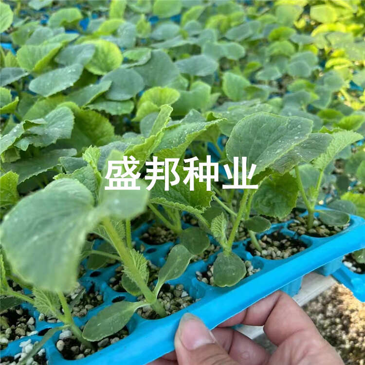 嫁接羊角蜜甜瓜苗 直根苗 裸根苗