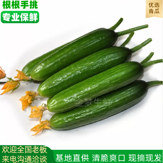 精选【新鲜直采】山东寿光水果黄瓜 现摘现发脆嫩多汁产地直供