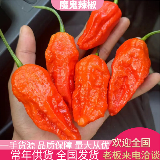 丘北县云南产地直发，当季新品干辣椒云南魔鬼辣椒 涮涮辣