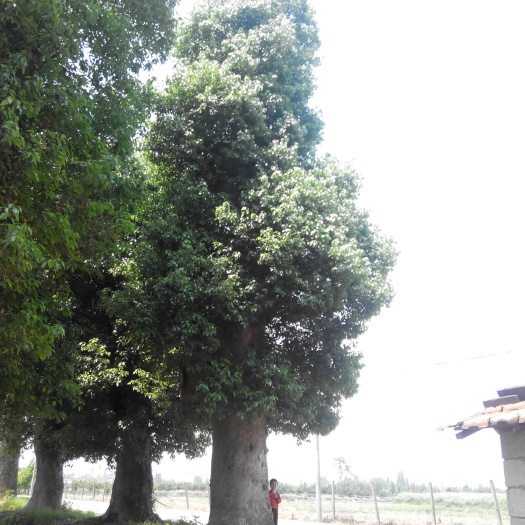 香樟