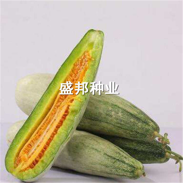 嫁接羊角蜜甜瓜苗 直根苗 裸根苗
