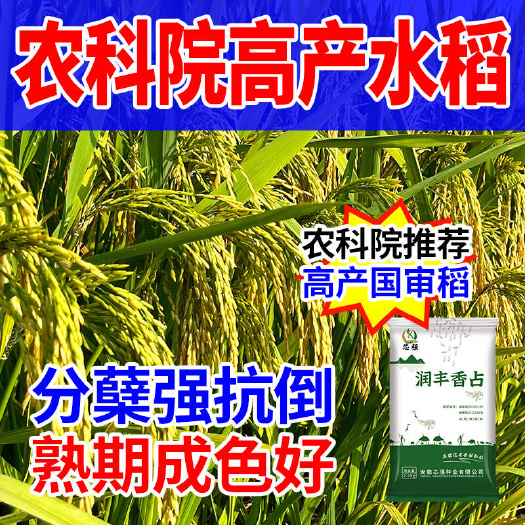 长沙国审一级米金奖品种【润丰香占】5斤装