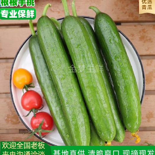 寿光市精选山东黄瓜水果黄瓜产地直采直发，品质上乘，品质保证欢迎咨