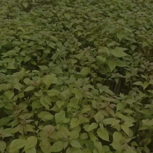 漳州龙海区直发 三角梅灌木苗木花草 打造美丽庭院景观