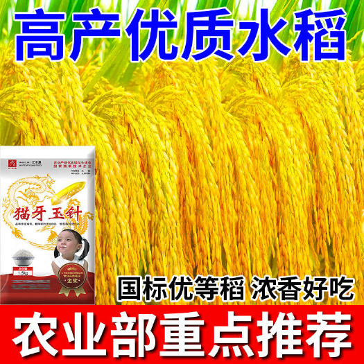 长沙浓香丝苗米金奖品种【猫牙玉针】3斤装