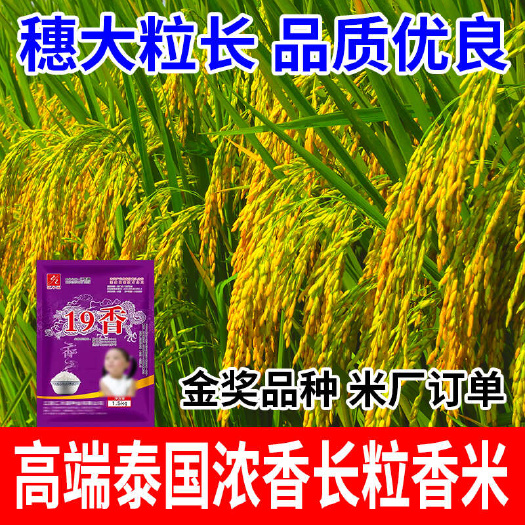 浓香丝苗米金奖品种【19香】3斤装
