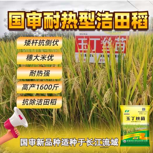 国审抗旱洁田稻【玉丁丝苗】2斤装
