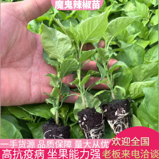 芒市魔鬼辣椒，工业辣椒苗，云南涮辣椒苗基地直供全国发货