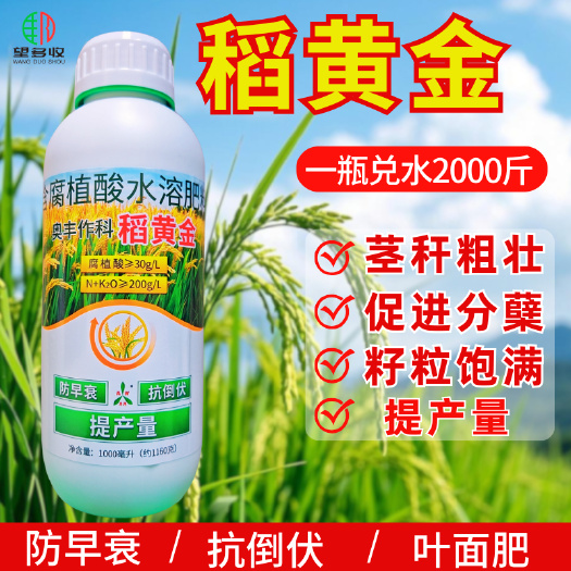 稻黄金水稻大田粮食抗倒伏防早衰籽粒饱满增产量