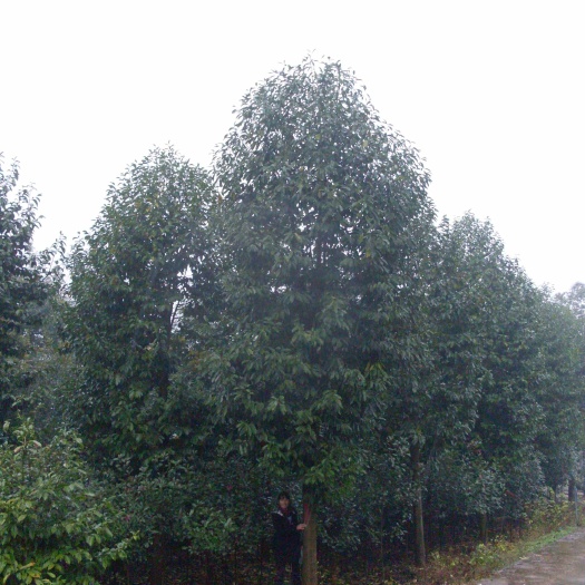 金华乐昌含笑价格  江苏乐昌含笑种植基地