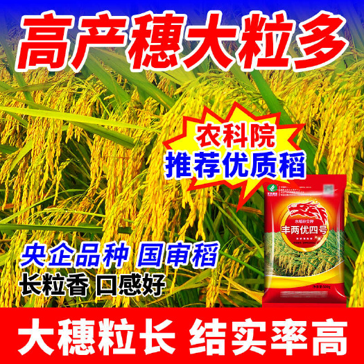 长沙丰乐国审超级杂交稻【丰两优四号】1斤装