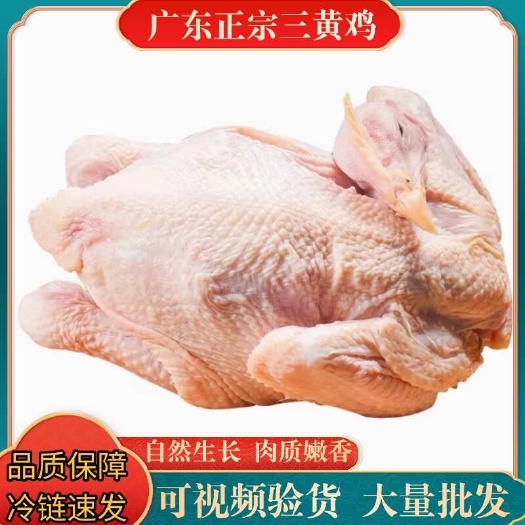 广东清远鸡10只起发货三黄鸡新鲜冰鲜速冻鲜活宰杀白切鸡烧鸡肉